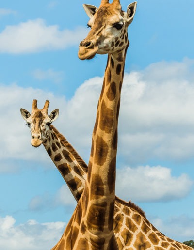 Zoo-de-Thoiry-girafes