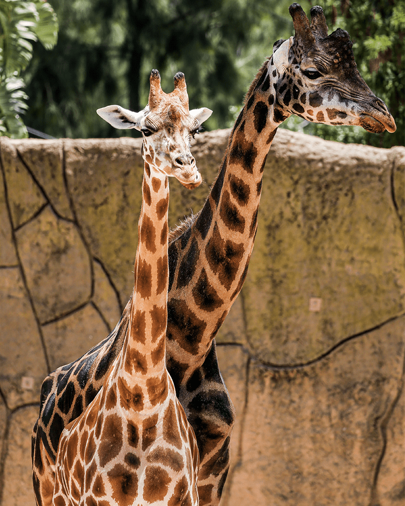 zoo-de-thoiry-girafes