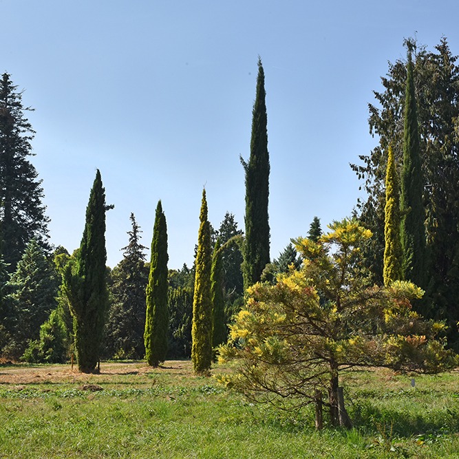 arboretum-de-chevreloup-Roquencourt-©JDamase-CD78